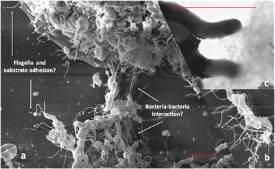 Potential Role of Biofilm Formation in the Development of Digestive Tract Cancer With Special Reference to Helicobacter pylori Infection